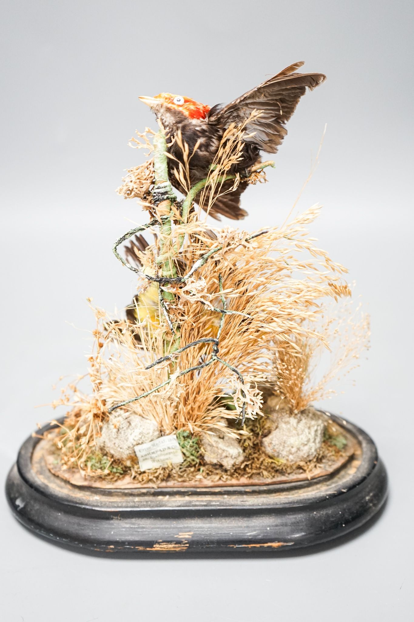 A Victorian Taxidermic study of a manakin and an oreole, labelled for Ashmead and co., under a glass dome 29cm